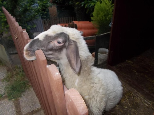 B&B Il Giardino Acquatico image 11