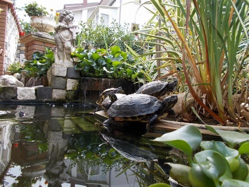 B&B Il Giardino Acquatico image 23