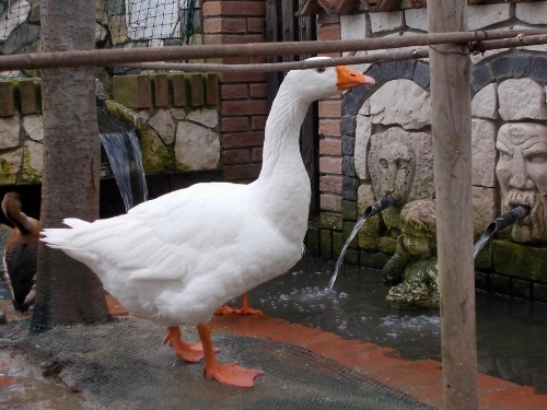 B&B Il Giardino Acquatico image 26