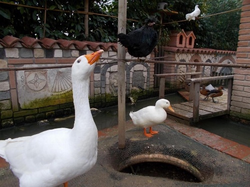 B&B Il Giardino Acquatico image 27