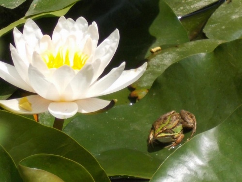 B&B Il Giardino Acquatico image 31